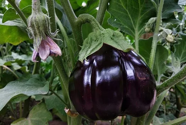 Баклажаны попрут как угорелые: от этих 5 хитростей глаз не нарадуется от урожая – соседи завидуют