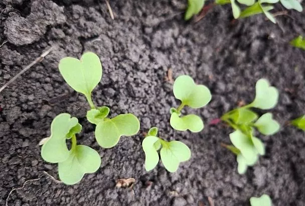 И пусть рука не дрогнет: всходы каких культур на грядке надо обязательно проредить, иначе урожая не видать