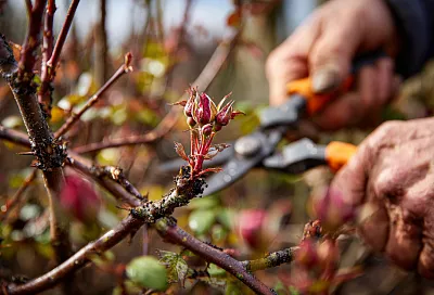 Розы почернели после зимы: что делать и как помочь кустам восстановиться