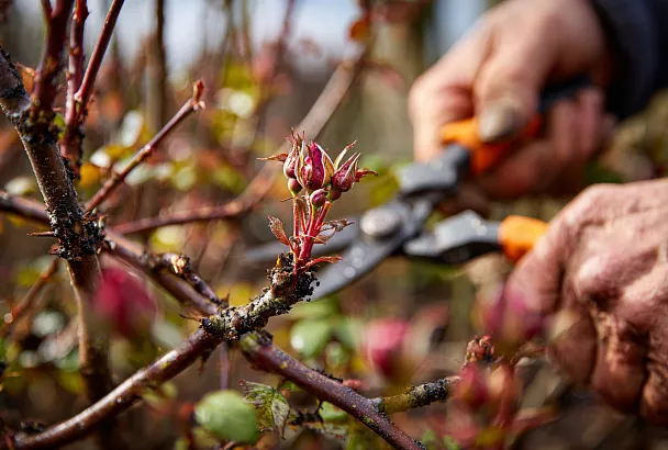 Розы почернели после зимы: что делать и как помочь кустам восстановиться