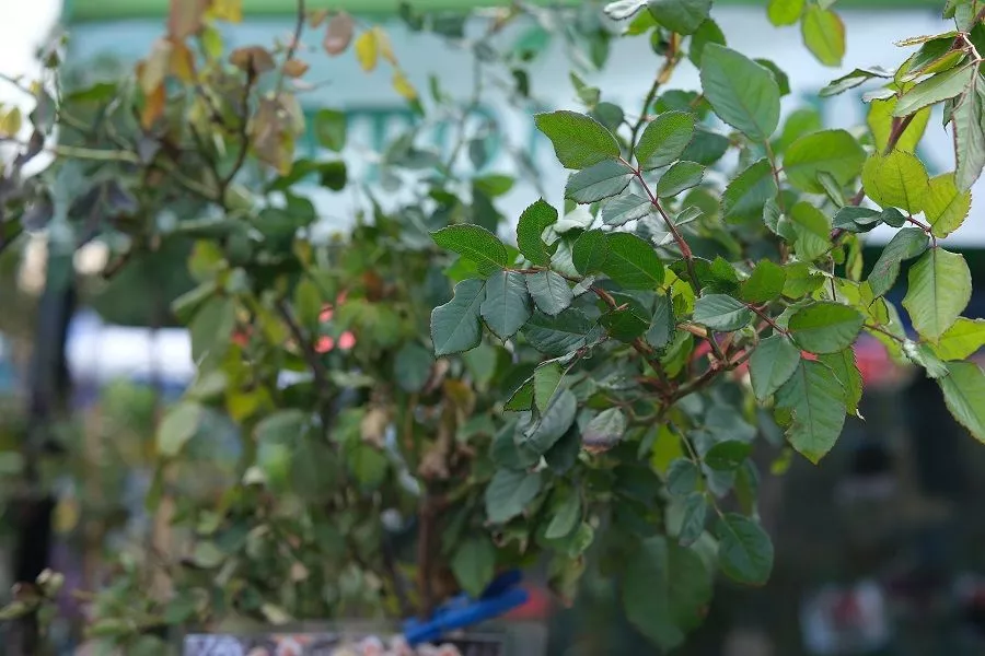 Осенняя обрезка листьев у роз: сроки, техника и важные нюансы