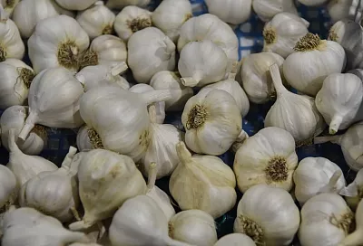 «Ленивый» чеснок: самый нетрудозатратный способ посадки – целой головкой