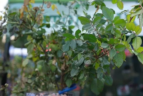 Осенняя обрезка листьев у роз: сроки, техника и важные нюансы