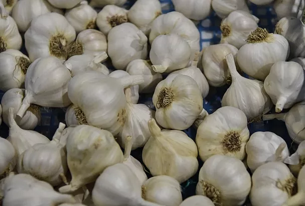 «Ленивый» чеснок: самый нетрудозатратный способ посадки – целой головкой