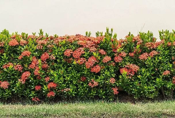 Посадил 1 раз, и живая изгородь на века: топ-5 долговечных растений — защита, красота и польза