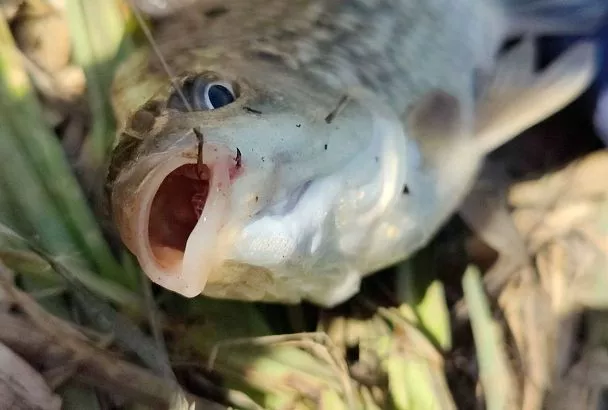 Карась дуреет от этой прикормки: летний хит с кукурузой и укропом для осторожной рыбы