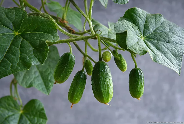 Огурцы в стакане 450 мл — мини-«бонсай» на подоконнике: прищипка после 5–6 листа и урожай к салату