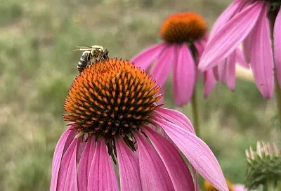 Нетребовательная красота: клумба для тех, у кого мало свободного времени