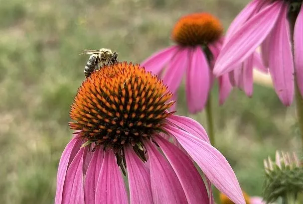 Нетребовательная красота: клумба для тех, у кого мало свободного времени