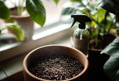 Как правильно использовать биопрепараты с сенной палочкой и триходермой