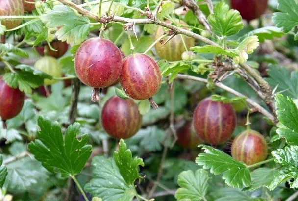 Осенний переезд: зачем и как правильно пересаживать крыжовник на новое место на участке