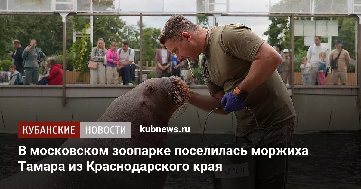 В московском зоопарке поселилась моржиха Тамара из Краснодарского края