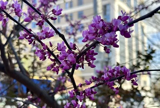 Комплексное озеленение: где в Краснодаре планируют высадить молодые деревья