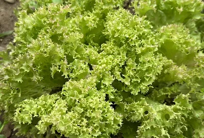 Какую зелень сажать весной в первую очередь: 3 холодостойких культуры для раннего урожая