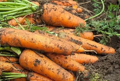 Морковь хранится всю зиму и сладкая: агроном Ломонос о правилах уборки
