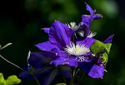 Сажаем клематис и насыпаем вокруг горку: только так можно вырастить этот роскошный плетущийся цветок