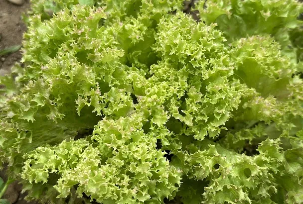 Какую зелень сажать весной в первую очередь: 3 холодостойких культуры для раннего урожая