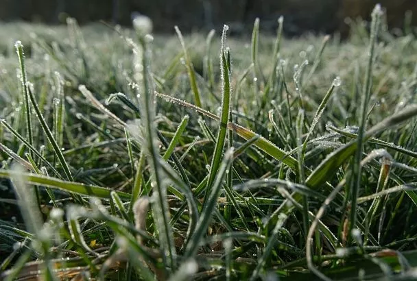 Возвратные заморозки ожидаются в Крыму 