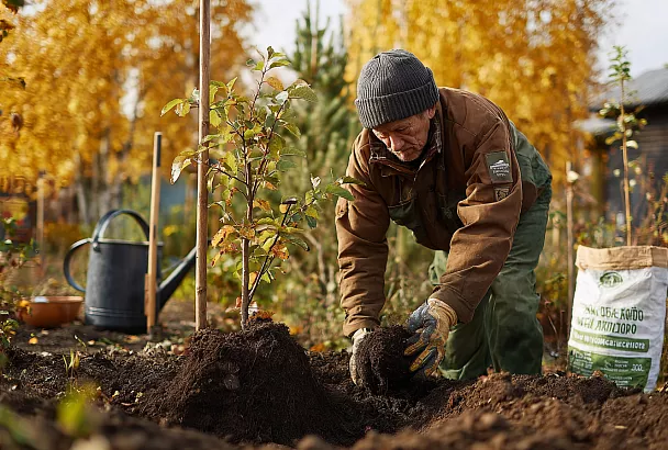 Осенняя посадка яблони: секреты успеха от агронома
