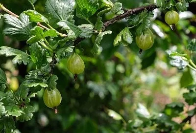 Не упусти момент: почему крыжовник лучше обрезать именно осенью