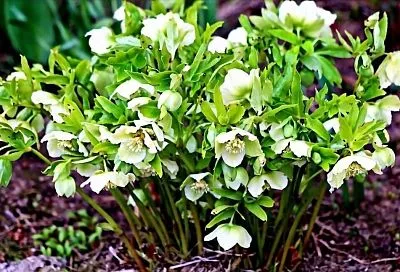 Старинное предание, чудодейственный лекарь и незаменимый обитатель зимнего сада: растение, стойкое к холоду