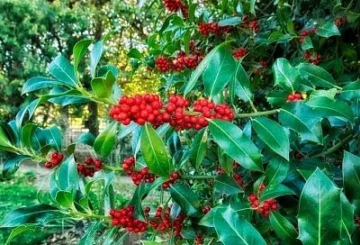 Как с рождественской открытки: вырастить на своем участке остролист просто, а «вау» от соседей обеспечено