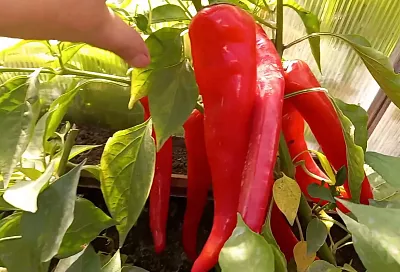 В феврале срочно сеем перец для раннего урожая: вот почему хитрые дачники уже достали семена