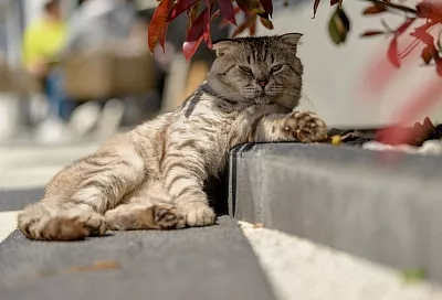 «Прохладнее обычного». Синоптики – о погоде в Краснодарском крае на этой неделе