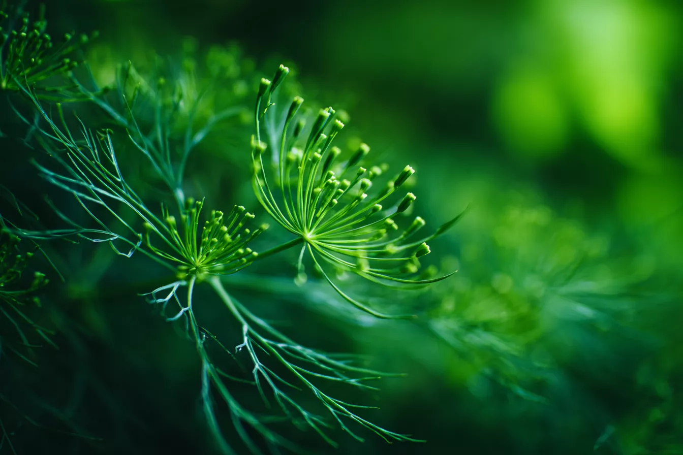 Секрет заготовки укропа: ароматная зелень без комков и лишней влаги