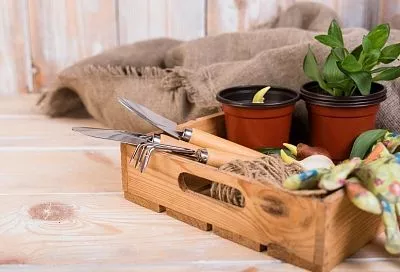 Плохая идея: вот почему не стоит заимствовать песок из детской песочницы для подготовки почвенной смеси для домашних растений