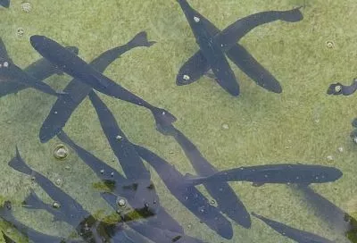 В Росрыболовстве рассказали, как идет восстановление популяции черноморского лосося