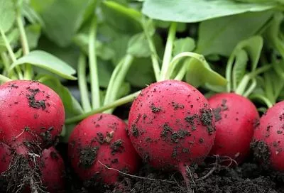 Редис за 3 недели: секрет суперраннего урожая на компостной куче — лайфхак с кипятком и 2 сорта-чемпиона