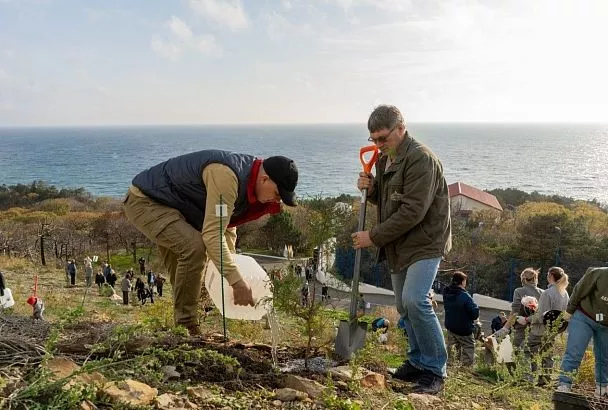 В Абрау-Дюрсо начали восстанавливать реликтовый лес после пожара 2024 года
