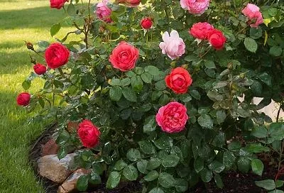 У моих роз всегда пышные и крупные бутоны: секрет в одном средстве, которое я использую в январе-феврале. Стоит копейки, а эффект на миллион