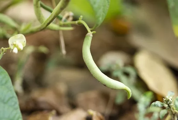 Фасоль, перцы, баклажаны: суперкомбо для огорода без жуков