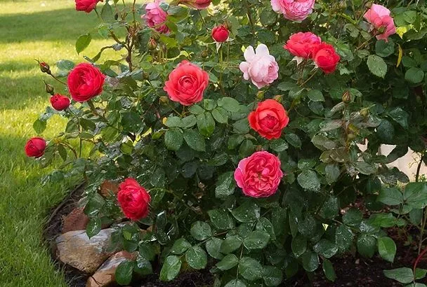 У моих роз всегда пышные и крупные бутоны: секрет в одном средстве, которое я использую в январе-феврале. Стоит копейки, а эффект на миллион