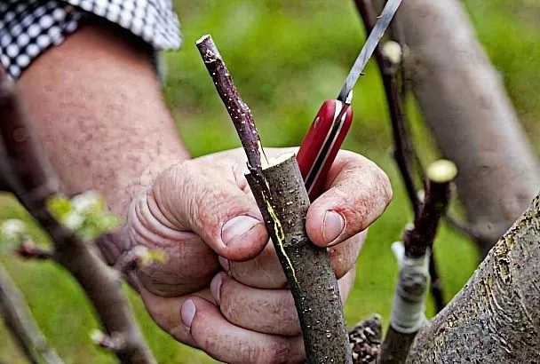 Весенние прививки начинаются зимой: готовим подвой, привой и инструмент