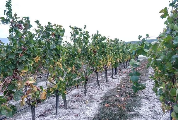 В Краснодарском крае выберут лидеров в сфере сельского, экологического и этнографического туризма