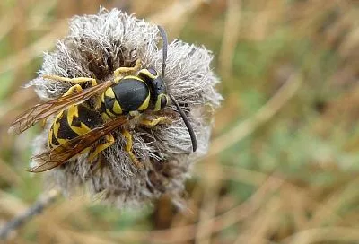 При укусе осы — сразу: 5 экстренных шагов от московского врача