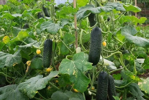 Как получить хороший урожай огурцов: 5 важных правил от полива до подкормки