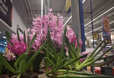 А они выживут? Что делать с гиацинтами в горшках, которые дарят на 8 Марта, после того как они отцветут