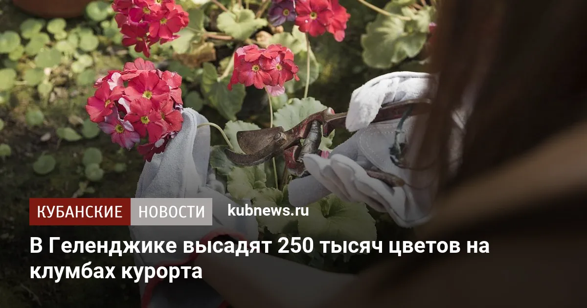 В Геленджике высадят 250 тысяч цветов на клумбах курорта