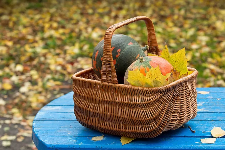 Опавшие листья — не мусор, а ценное удобрение: садоводы получают рекордные урожаи