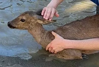 Упавшую в реку самку косули спасли в Сочи