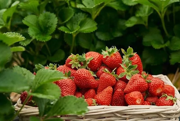 Клубника весной: Морозостойкие сорта с экзотическим вкусом — и польза для здоровья