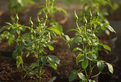 Как сохранить саженцы роз, купленные зимой: от выбора до высадки