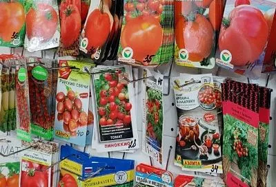 ТОП-3 сорта томатов 2025 с высокой всхожестью (и урожайностью): семена-чемпионы + 1 сорт — главный тренд 2024 