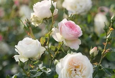 В обычной губке успешно укореняю даже самые капризные сорта роз: простой и эффективный метод 