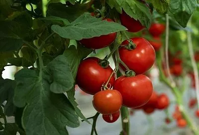 Не сорт, а мега-приз: плоды этих ранних и урожайных томатов зреют гроздями – срочно сею на рассаду