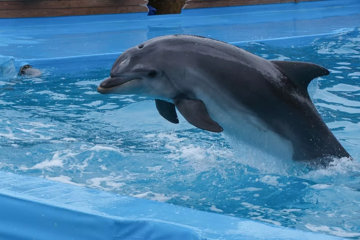 Госпиталь для экстренной помощи дельфинам откроют в начале лета в Анапе